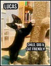 adoptable Cat in , PA named Lucas, Willow Grove Area, (FCID 07/15/2025-126)