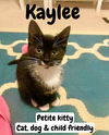 adoptable Cat in , PA named Kaylee, Willow Grove Area, (FCID 07/15/2025-127)