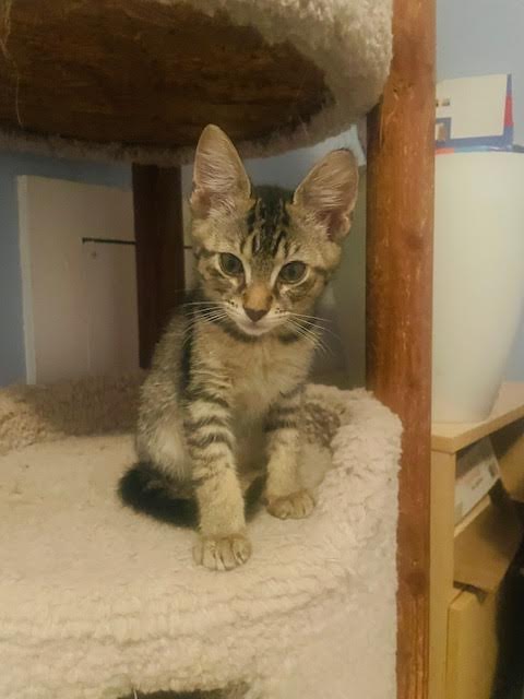 adoptable Cat in Willow Grove, PA named Addie, Willow Grove Area, (FCID 07/15/2025-128)