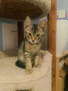 adoptable Cat in , PA named Addie, Willow Grove Area, (FCID 07/15/2025-128)
