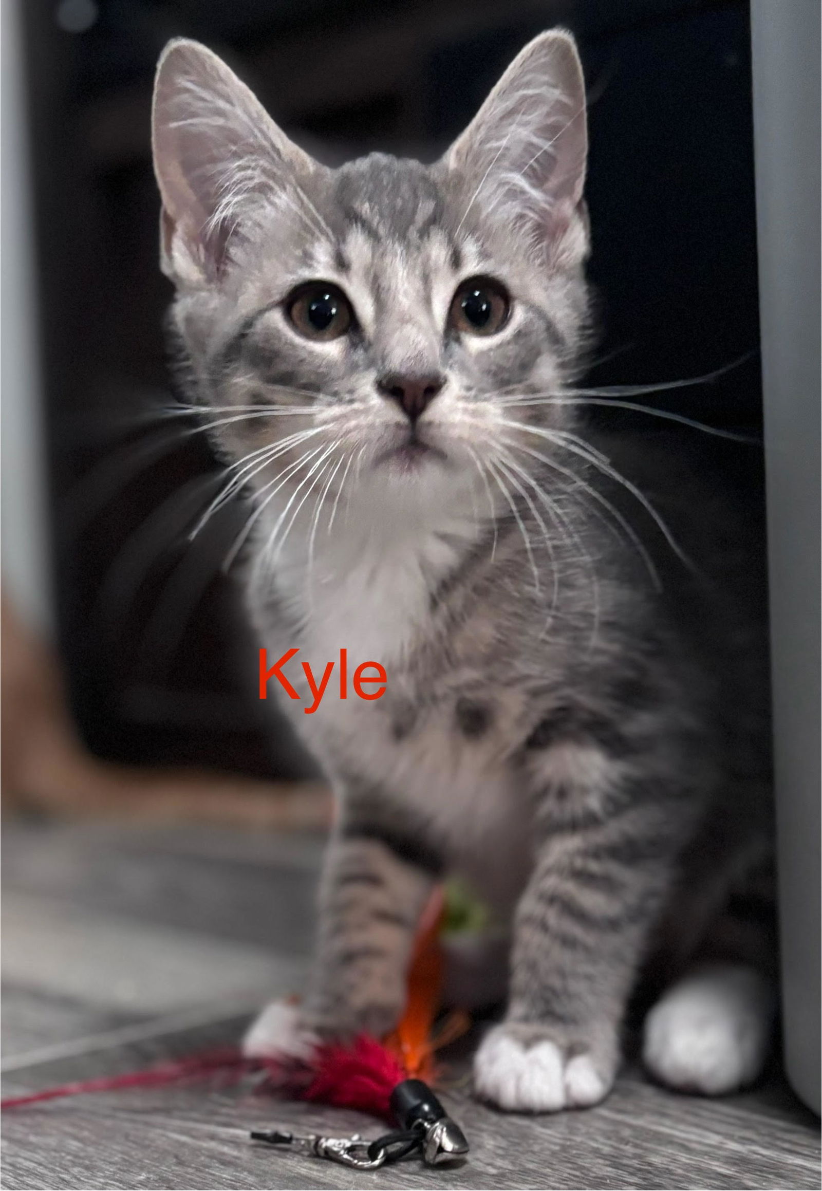 adoptable Cat in West Chester, PA named Kyle (FCID# 06/30/2025 - 67 West Chester PS)