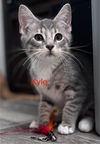 adoptable Cat in west chester, PA named Kyle (FCID# 06/30/2025 - 67 West Chester PS)