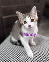 adoptable Cat in west chester, PA named Minny (FCID# 06/30/2025 - 65 West Chester PS)