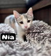 adoptable Cat in west chester, PA named Nia (FCID# 06/30/2025 - 64 West Chester PS)