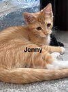 adoptable Cat in west chester, PA named Jenny/Jinny (FCID# 06/30/2025-68 West Chester PS)