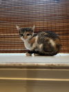 adoptable Cat in , PA named Sour Patch Kid (FCID# 07/03/2025 - 33)