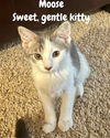 adoptable Cat in , PA named Moose (FCID# 07/03/2025 - 37) C