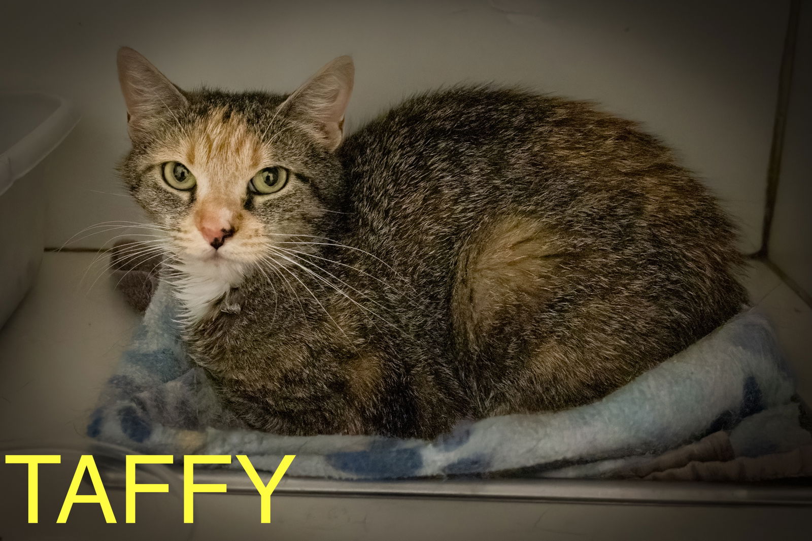 adoptable Cat in Marcus Hook, PA named Taffy (FCID# 07/07/2025 - 24 Trainer)