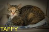 adoptable Cat in , PA named Taffy (FCID# 07/07/2025 - 24 Trainer)