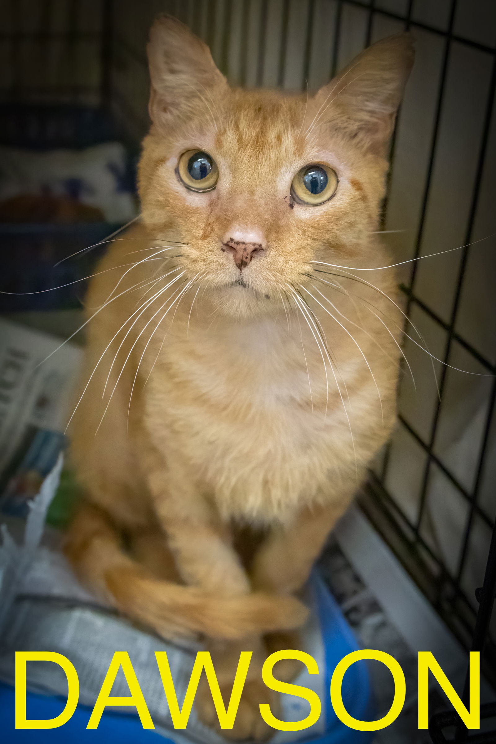 adoptable Cat in Marcus Hook, PA named Dawson (FCID# 06/16/2025 - 54 Trainer)