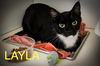 adoptable Cat in , PA named Layla (FCID# 07/07/2025 - 11 Trainer)