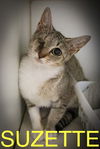 adoptable Cat in , PA named Suzette (FCID# 07/10/2025 - 6 Trainer)
