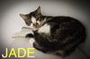 adoptable Cat in  named Jade:  DMH (FCID# 07/07/2025 - 37 Trainer)