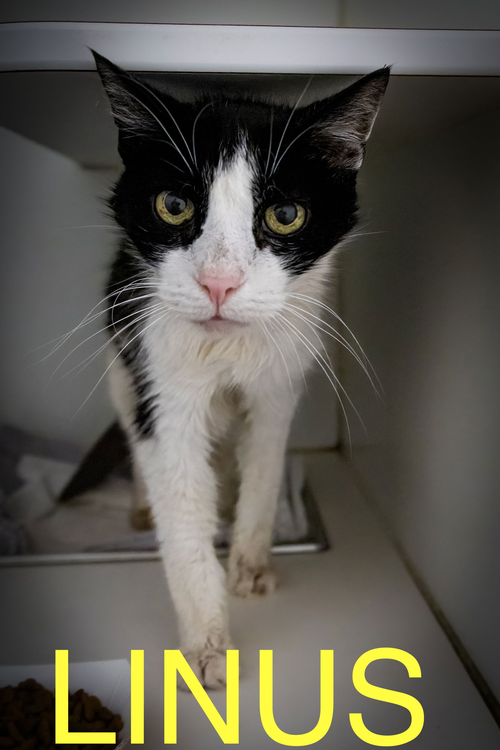 adoptable Cat in Marcus Hook, PA named Linus: Declawed (FCID# 07/10/2025 - 19 Trainer)
