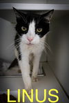 adoptable Cat in , PA named Linus:  Declawed (FCID# 07/10/2025 - 19 Trainer)