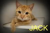 adoptable Cat in , PA named Jack (FCID# 07/10/2025 - 53 Trainer)