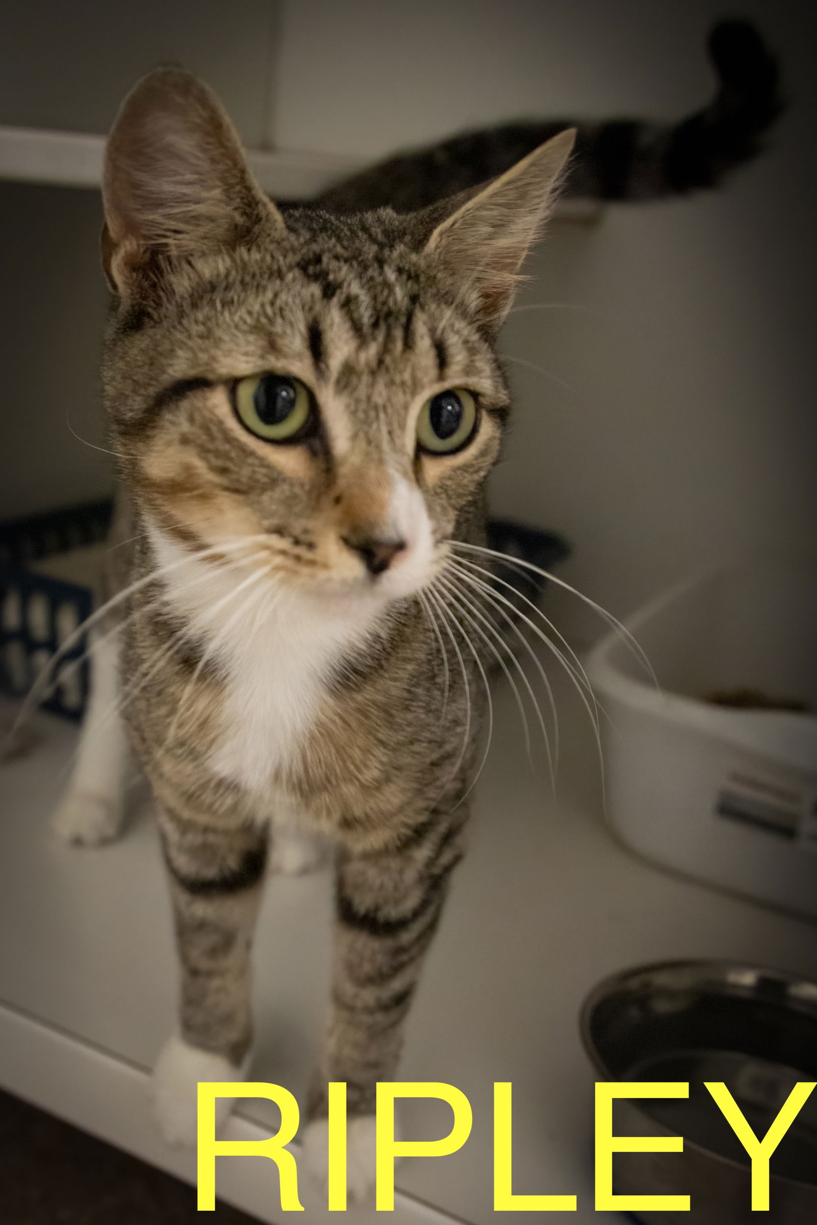 adoptable Cat in Marcus Hook, PA named Ripley (FCID# 07/07/2025 - 41 Trainer)