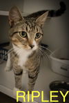 adoptable Cat in  named Ripley (FCID# 07/07/2025 - 41 Trainer)