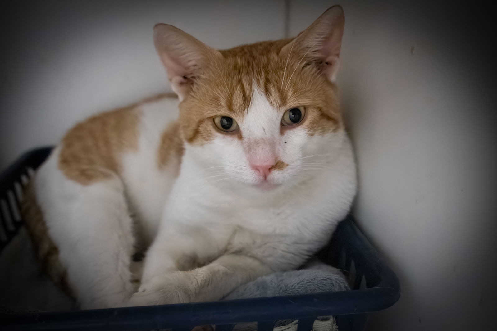 adoptable Cat in Marcus Hook, PA named Cyrus (FCID# 07/07/2025 - 49)
