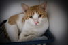adoptable Cat in  named Cyrus (FCID# 07/07/2025 - 49)