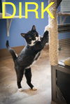 adoptable Cat in  named Dirk (FCID# 06/23/2025 - 65 Trainer)