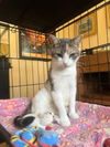 adoptable Cat in  named Swift (FCID# 06/04/2025 - 8) DC