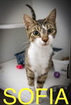 adoptable Cat in  named Sofia (FCID# 07/14/2025 - 6 Trainer)