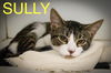 adoptable Cat in  named Sully (FCID# 07/14/2025 - 5 Trainer)