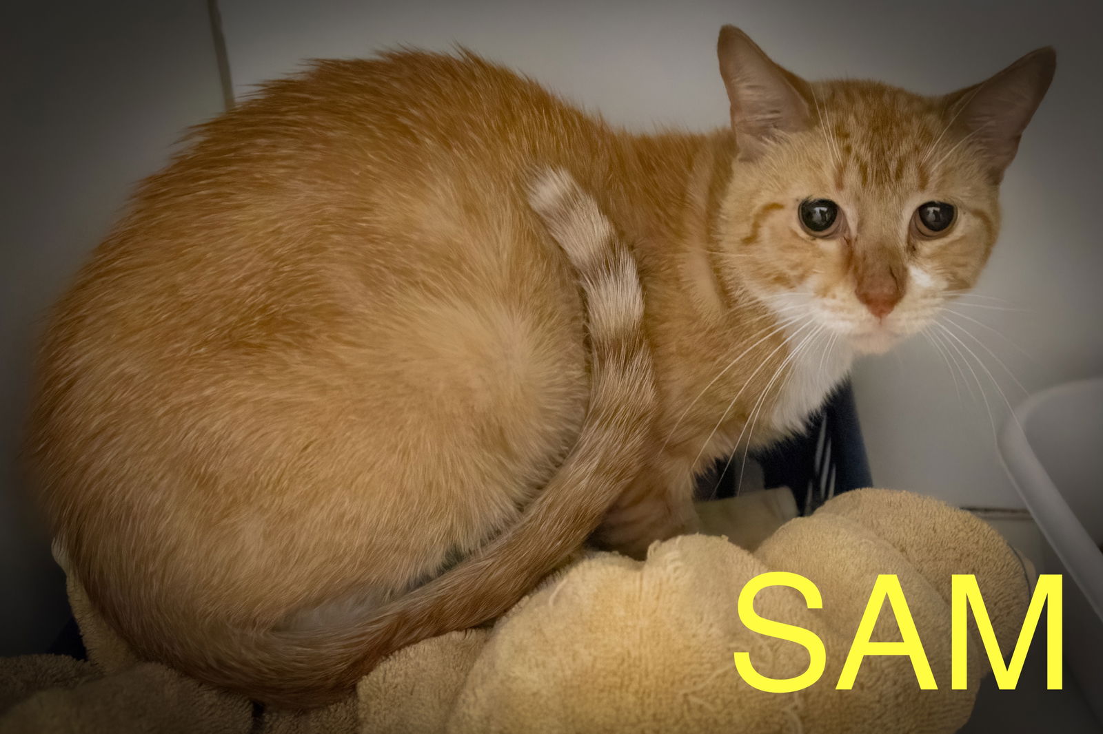 adoptable Cat in Marcus Hook, PA named Sam (FCID# 07/14/2025 - 7 Trainer)