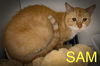 adoptable Cat in  named Sam (FCID# 07/14/2025 - 7 Trainer)