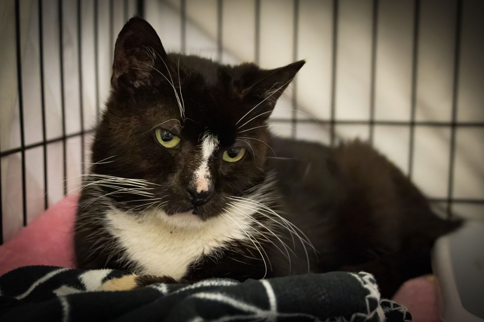 adoptable Cat in Marcus Hook, PA named Macy (m) (FCID# 06/09/2025 - 900 Trainer)
