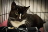 adoptable Cat in  named Macy (m) (FCID# 06/09/2025 - 900 Trainer)