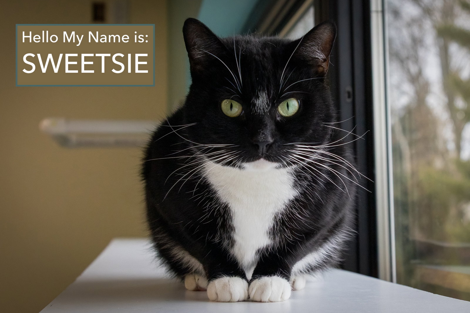 Sweetsie (FCID# 06/30/2025-29 Brookhaven PS)