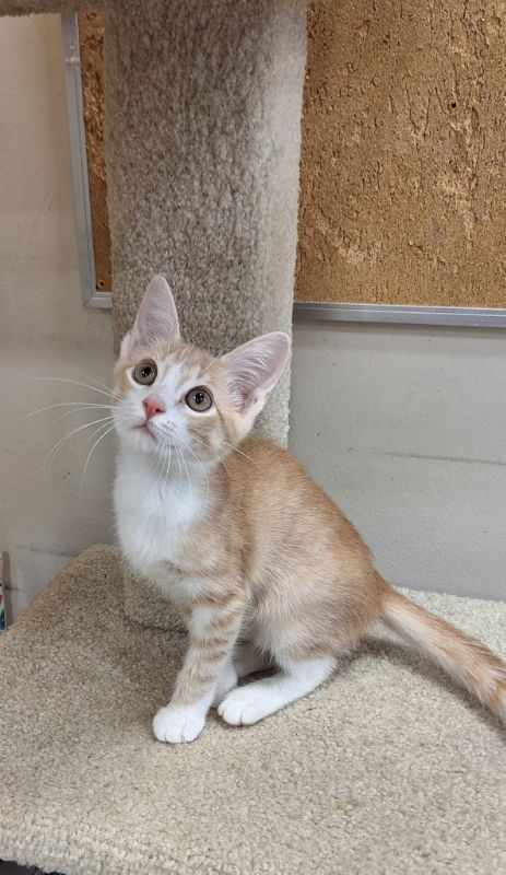 adoptable Cat in Wilmington, DE named Simba (FCID# 06/25/2025 - 07 Brandywine PS) C