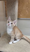 adoptable Cat in  named Simba (FCID# 06/25/2025 - 07 Brandywine PS) C