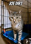 adoptable Cat in  named Joe Dirt FCID# 07/03/2025 - 106