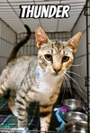 adoptable Cat in  named Thunder FCID# 07/03/2025-127