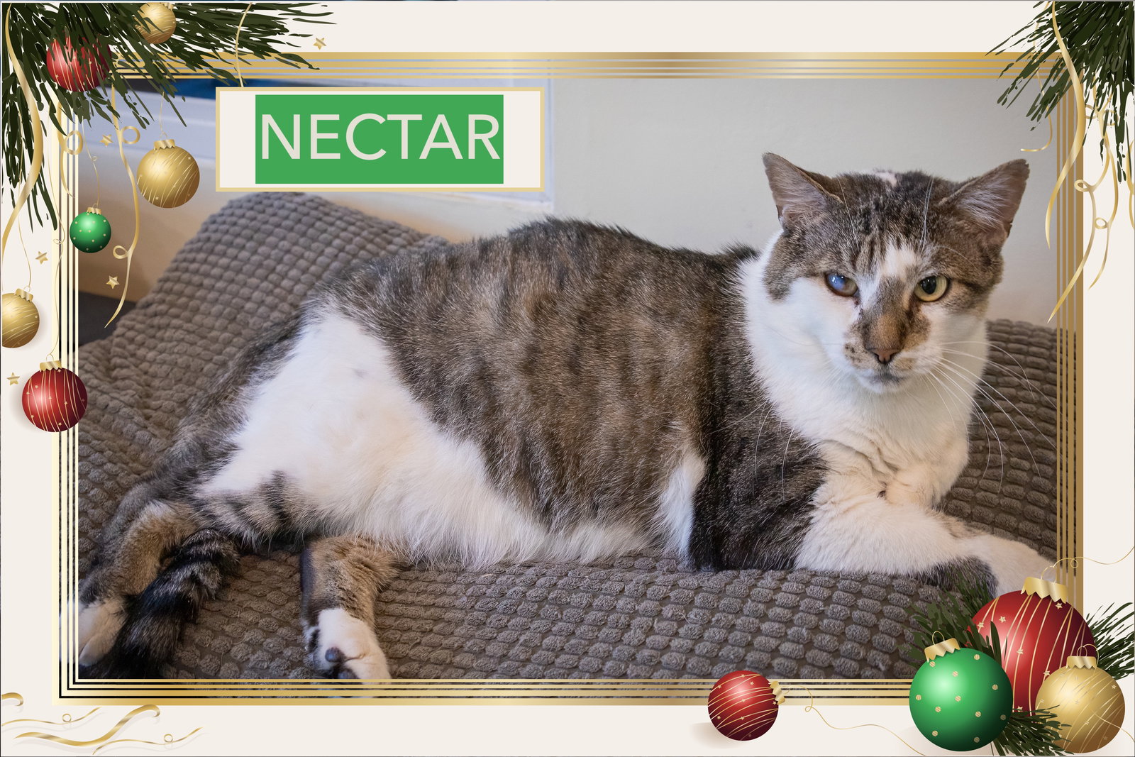 Nectar (FCID# 07/09/2025 - 76 Trainer) C