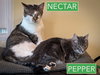 Nectar (FCID# 07/09/2025 - 76 Trainer) C - Photo 3