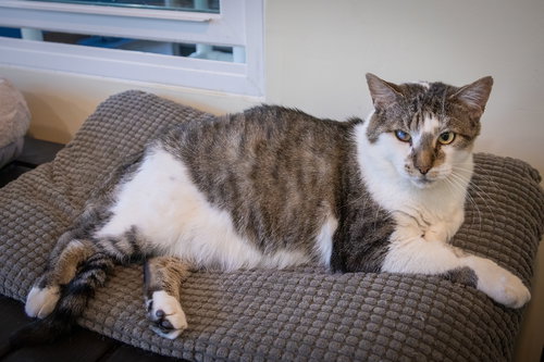NECTAR (FCID# 07/09/2025 - 76 TRAINER) C - Tabby available for adoption