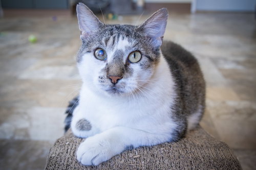 NECTAR (FCID# 07/09/2025 - 76 TRAINER) C - Tabby available for adoption