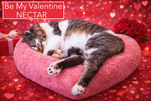 NECTAR (FCID# 07/09/2025 - 76 TRAINER) C - Tabby available for adoption