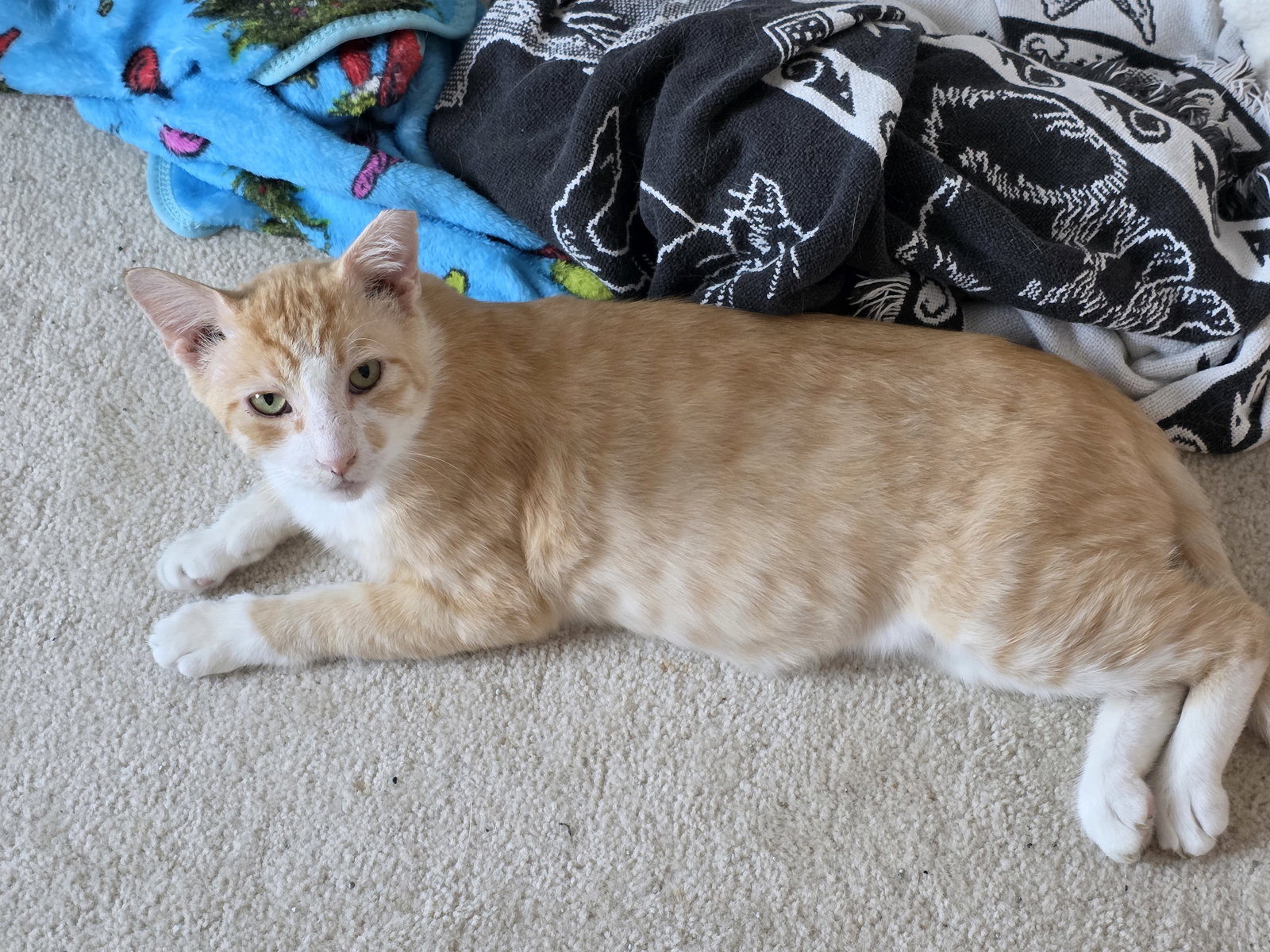 Simon (FCID# 6/26/2025-2) C, SN diabetic