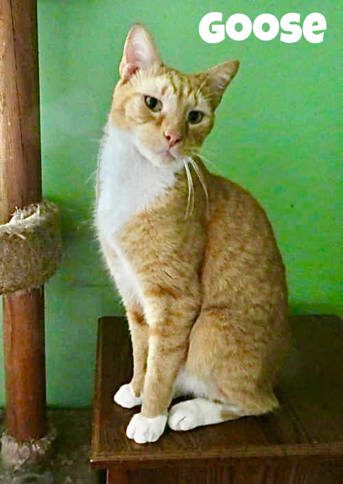 GOOSE, WILLOW GROVE PA AREA, FCID# 07/11/2025-401 - Domestic Short Hair / Oriental Short Hair available for adoption
