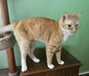 Goose, Willow Grove PA Area, FCID# 07/11/2025-401 - Photo 2