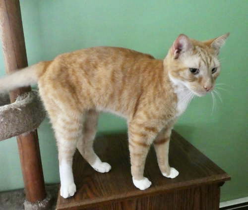 GOOSE, WILLOW GROVE PA AREA, FCID# 07/11/2025-401 - Domestic Short Hair / Oriental Short Hair available for adoption