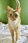 Goose, Willow Grove PA Area, FCID# 07/11/2025-401 - Photo 3
