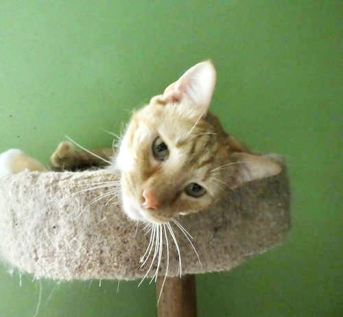 Goose, Willow Grove PA Area, FCID# 07/11/2025-401