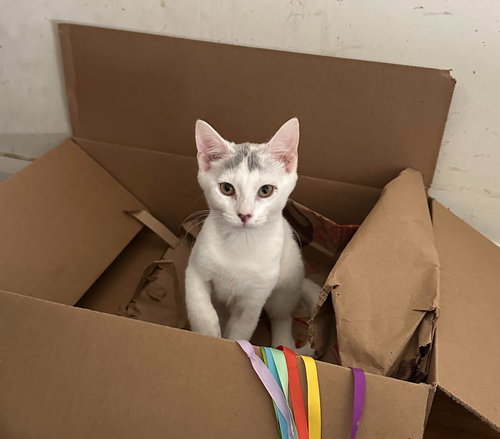 KIWI (FCID# 07/28/2025 - 62) C - Domestic Short Hair available for adoption