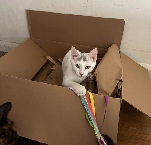 KIWI (FCID# 07/28/2025 - 62) C - Domestic Short Hair available for adoption